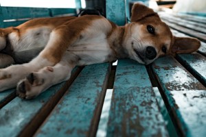 Photo Credit: Jesse Schoff via Unsplash