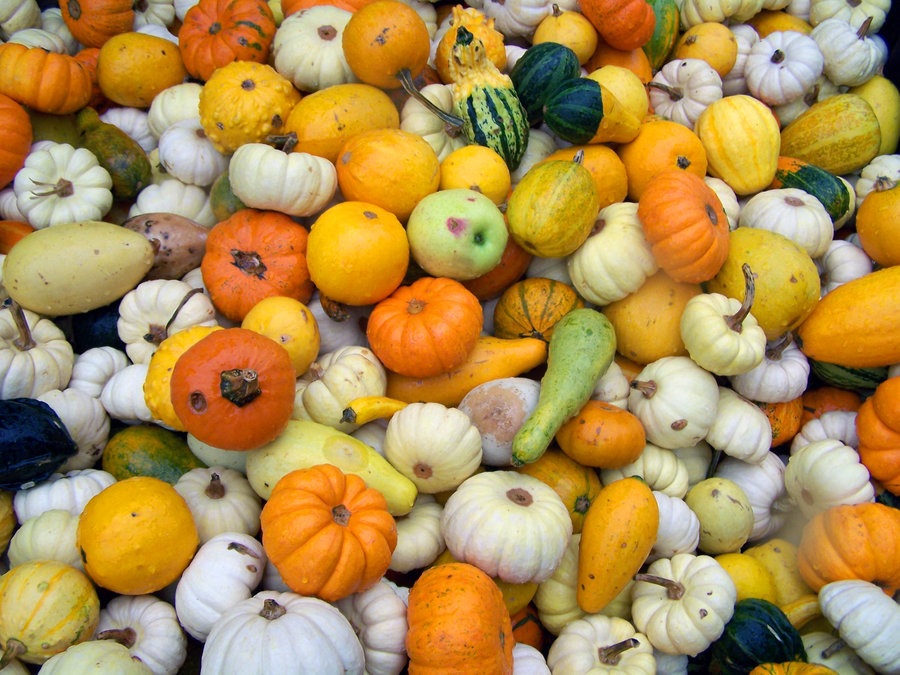 Autumn Squash by misterunlucky on deviantart