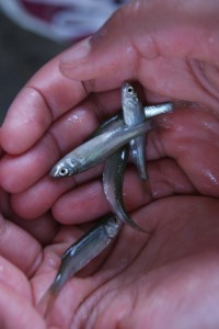 fish in two hands resembles helping others learn valuable lessons in life to work for what they will receive