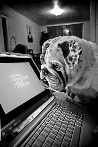 The church management solution IconCMO on a laptop screen with a bully breed dog looking at the screen waiting for the church software training video to start. Picture is black and white.