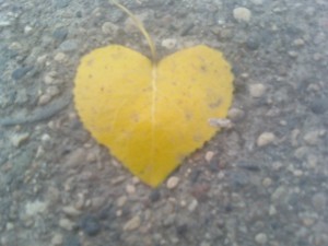 yellow leaf on the ground in a heart shape