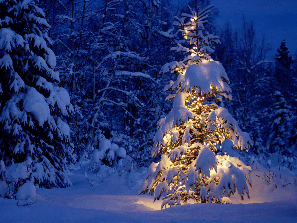 Christmas tree in the forest with lights on it.